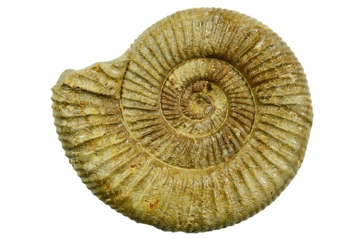 Jurassic Ammonite (Perisphinctes) Fossil - France #363632
